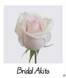 Bridal Akito
